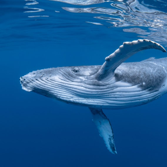 クジラ
